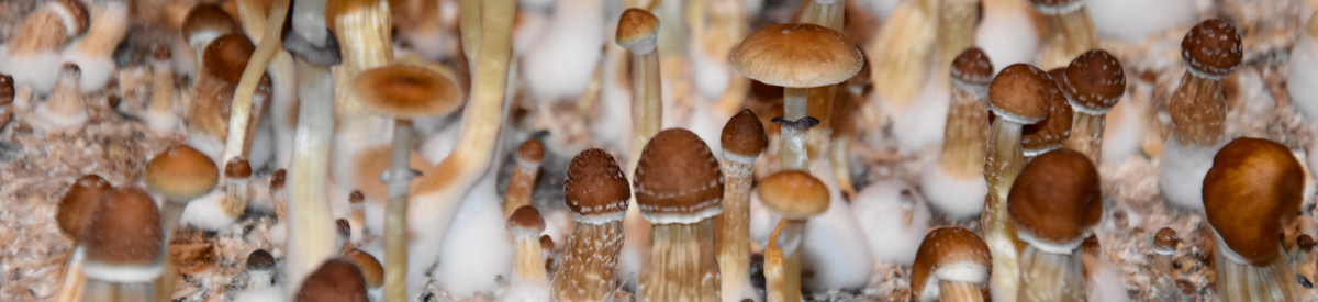 Treating Cluster Headache with Psychedelics